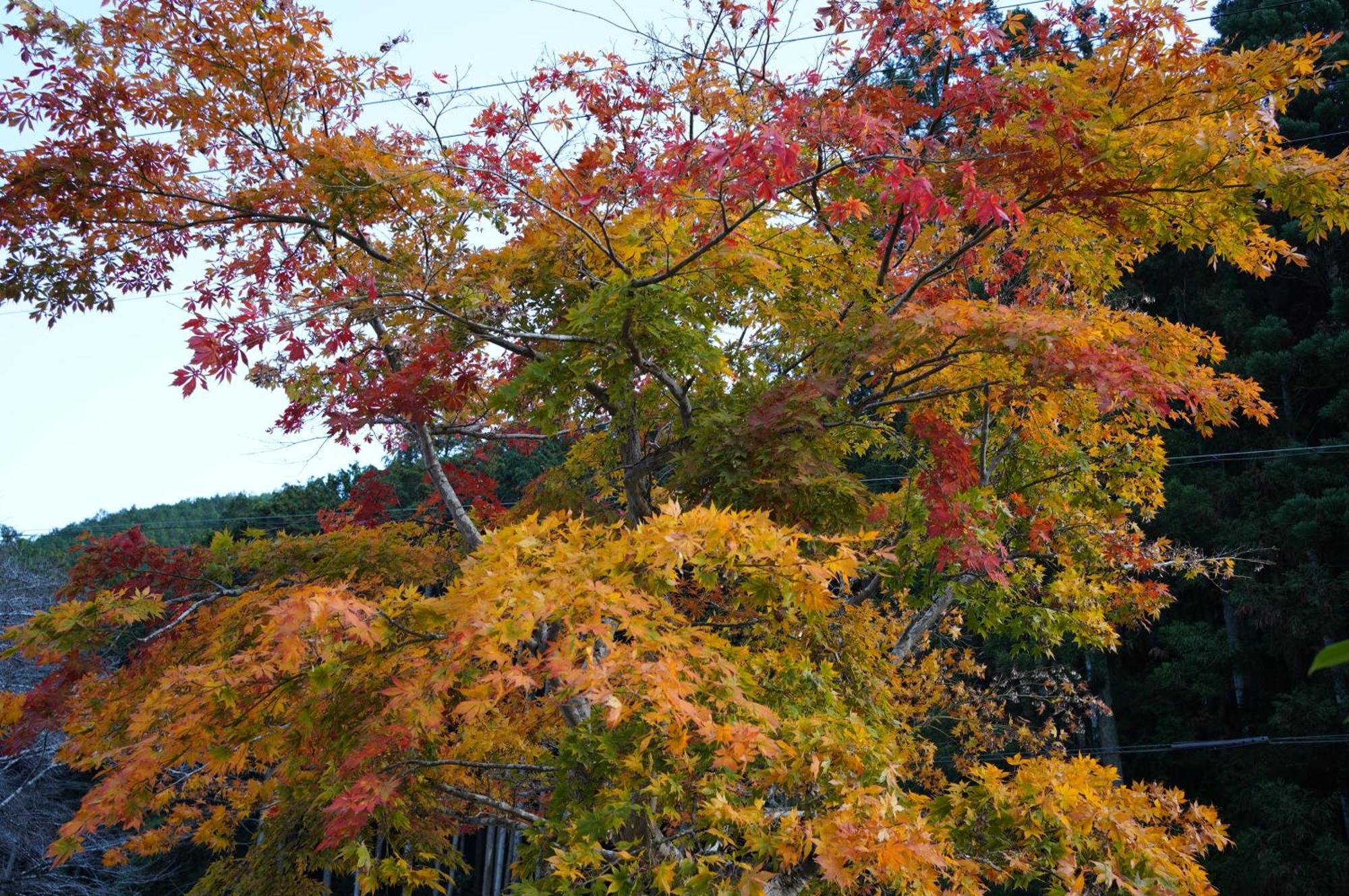 Satoyama Hotel Kanenone Tamba Maibara Extérieur photo